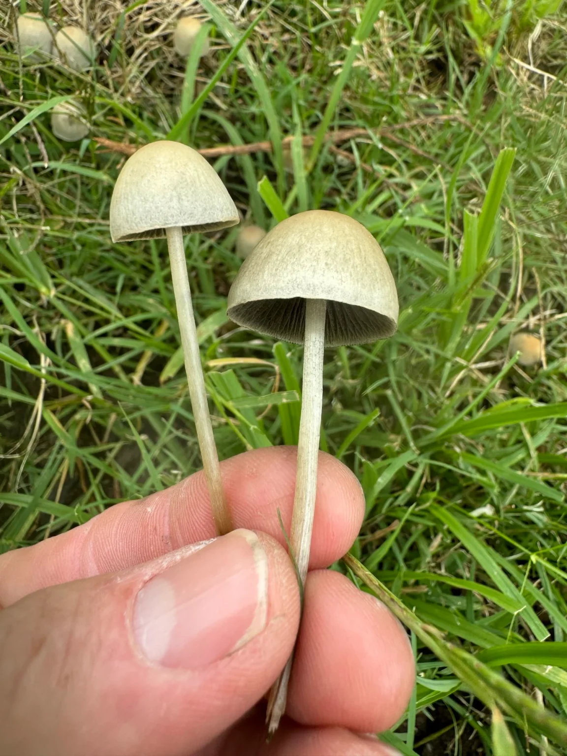 A close-up reveals a hand holding two slender, thin Panaeolus cyanescens Snake Gully mushrooms. Their light brown caps and white stems stand amid green grass blades. In the background are more pan cyans yet to be picked.