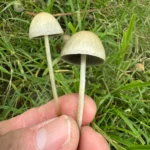 A close-up reveals a hand holding two slender, thin Panaeolus cyanescens Snake Gully mushrooms. Their light brown caps and white stems stand amid green grass blades. In the background are more pan cyans yet to be picked.