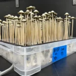 A container brimming with tall, slender Panaeolus Cyanescens mushrooms with brown caps, growing densely together.