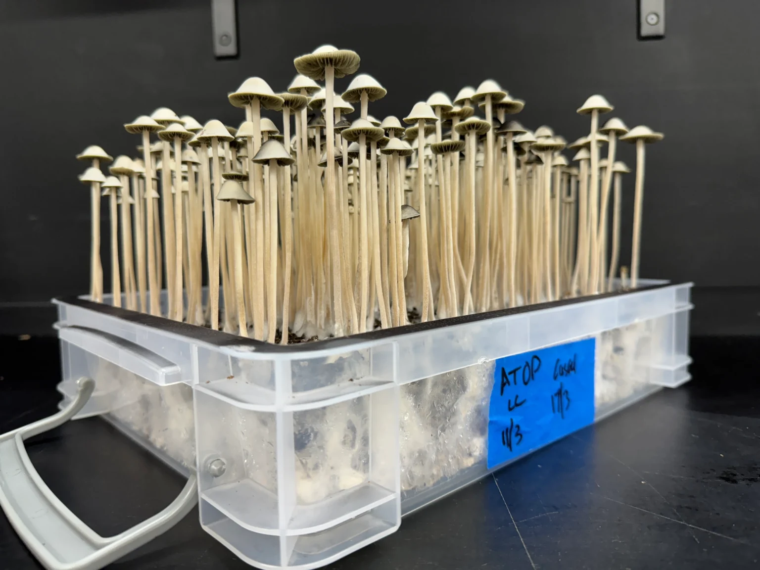 A container brimming with tall, slender Panaeolus Cyanescens mushrooms with brown caps, growing densely together.