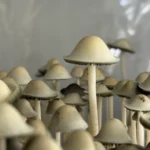 A cluster of whimsical Panaeolus Cyanescens mushrooms with thin, white stems and smooth, round caps stands out against a soft, blurred background. These fungi create a surreal and dreamy forest-like scene that feels almost otherworldly.