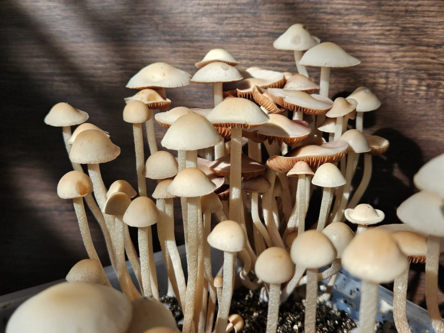 A cluster of tall, thin-stemmed Panaeolus Cyanescens ATOP mushrooms with light vanilla caps and orange gills grows closely together in a container of dark soil, illuminated by sunlight against a wooden background.