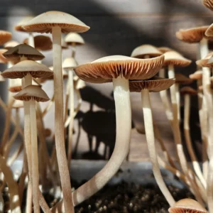Close-up of a large Panaeolus Cyanescens ATOP mushroom with beautiful orange gills and a vanilla colored body. Its growing in soil, sunlight casting shadows on a wooden background.