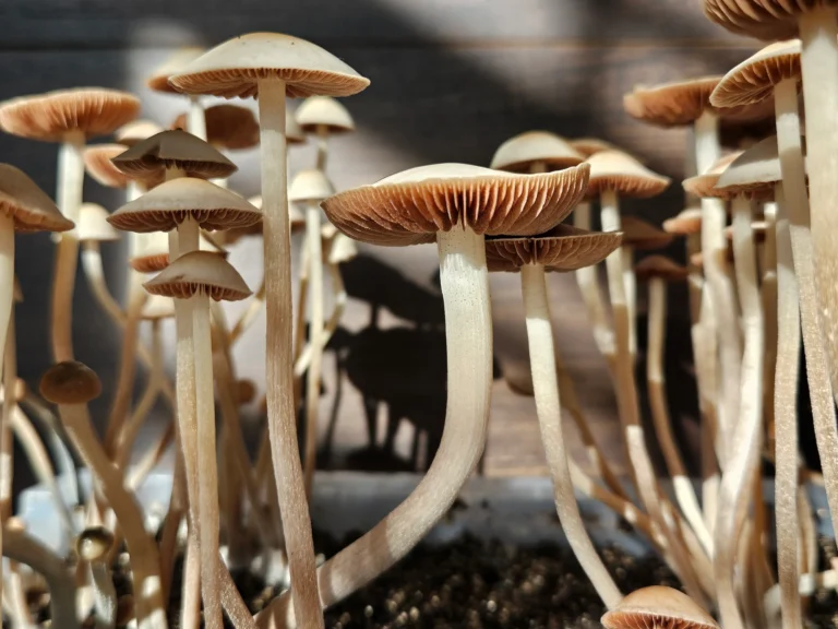 Close-up of a large Panaeolus Cyanescens ATOP mushroom with beautiful orange gills and a vanilla colored body. Its growing in soil, sunlight casting shadows on a wooden background.