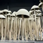 A close-up view of Panaeolus Cyanescens ATOP, reveals a cluster with tall, thin stems and rounded, pale caps. Densely packed, these mushrooms evoke a forest-like appearance against the dark background.