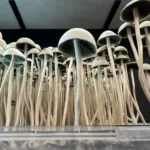 A cluster of tall, thin Panaeolus Cyanescens mushrooms with dark gills and light caps grows densely from a clear container against a dark background. The slender, curving stems create an intricate, natural pattern that's both delicate and captivating.