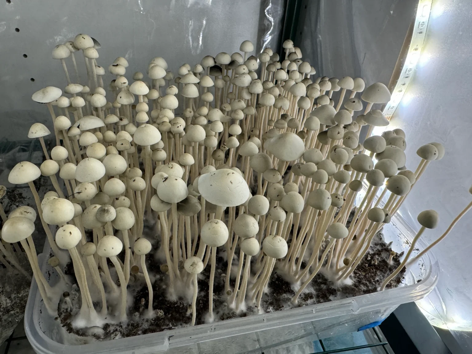 A dense cluster of tall, slender Panaeolus Cyanescens with their white caps, grows from a rectangular container filled with soil. The background is silver and reflective, with LED lights adding a luminous touch to the scene.