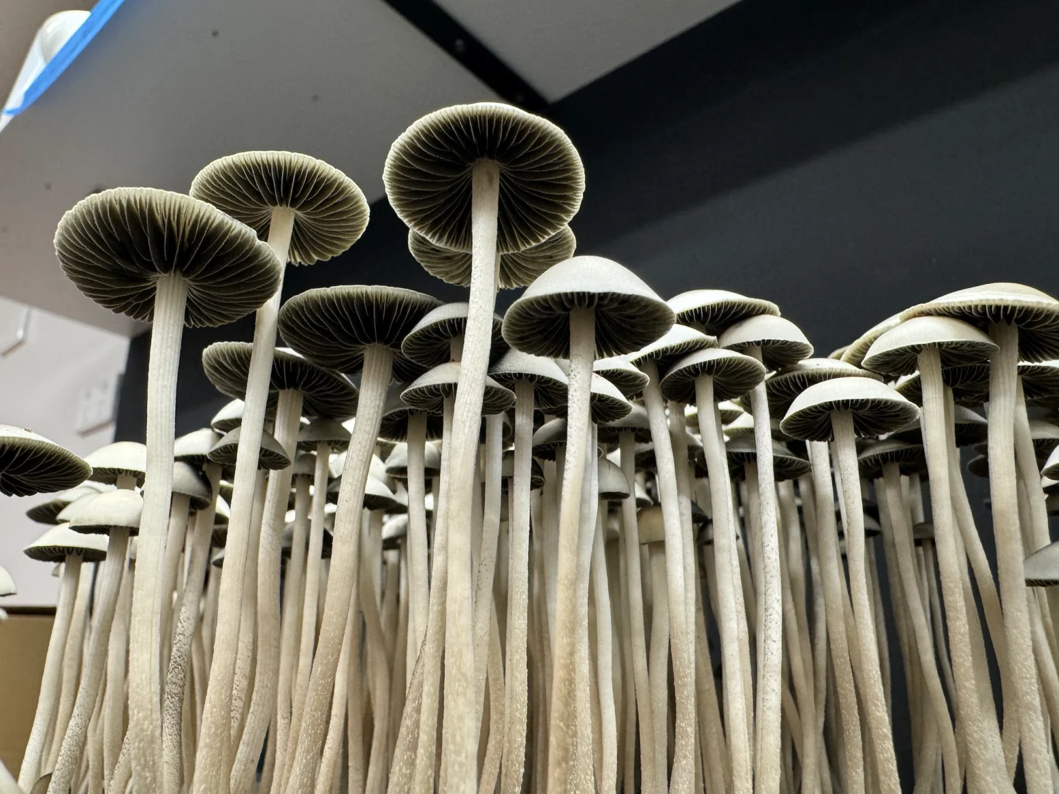 A close-up view of numerous tall, slender Panaeolus Cyanescens mushrooms with wide caps and gills visible underneath. They are closely clustered together creating an intriguing forest-like appearance.
