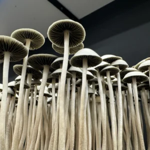 A close-up view of numerous tall, slender Panaeolus Cyanescens mushrooms with wide caps and gills visible underneath. They are closely clustered together creating an intriguing forest-like appearance.