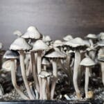 A cluster of Panaeolus Bisporus mushrooms with thin stems, dark gills, and light caps grows closely together on a dark, earthy surface. The background is a soft brown, suggesting an indoor setting.