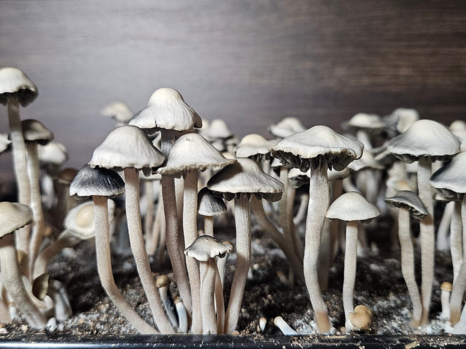 A cluster of Panaeolus Bisporus mushrooms with thin stems, dark gills, and light caps grows closely together on a dark, earthy surface. The background is a soft brown, suggesting an indoor setting.