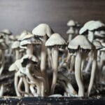 A close-up of numerous small Panaeolus Bisporus mushrooms growing densely in dark soil. Their pale, rounded caps and slender stems are distinct, with some showing dark edges. The blurred background enhances the clustered fungi's delicate features.