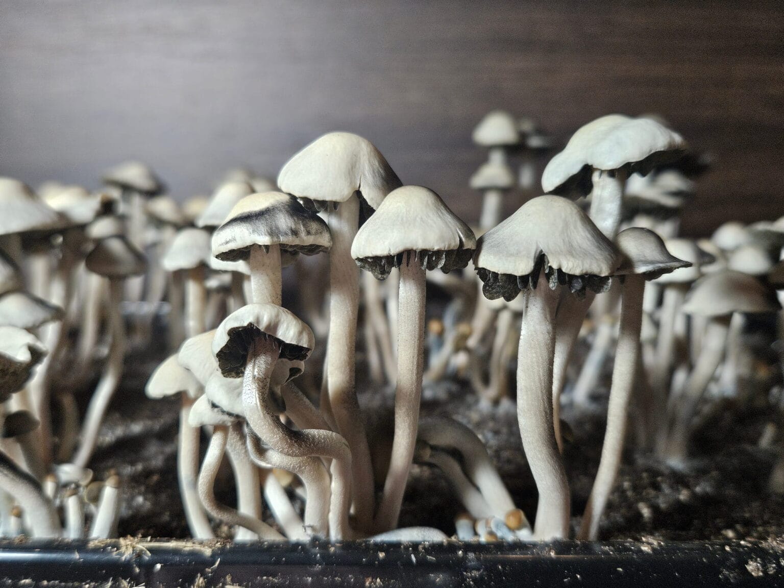 A close-up of numerous small Panaeolus Bisporus mushrooms growing densely in dark soil. Their pale, rounded caps and slender stems are distinct, with some showing dark edges. The blurred background enhances the clustered fungi's delicate features.