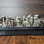 A large cluster of Panaeolus Bisporus mushrooms with thin stems and cone-shaped caps is growing in a black plastic container. The background features a rustic wooden surface, enhancing the natural charm of this fascinating display.