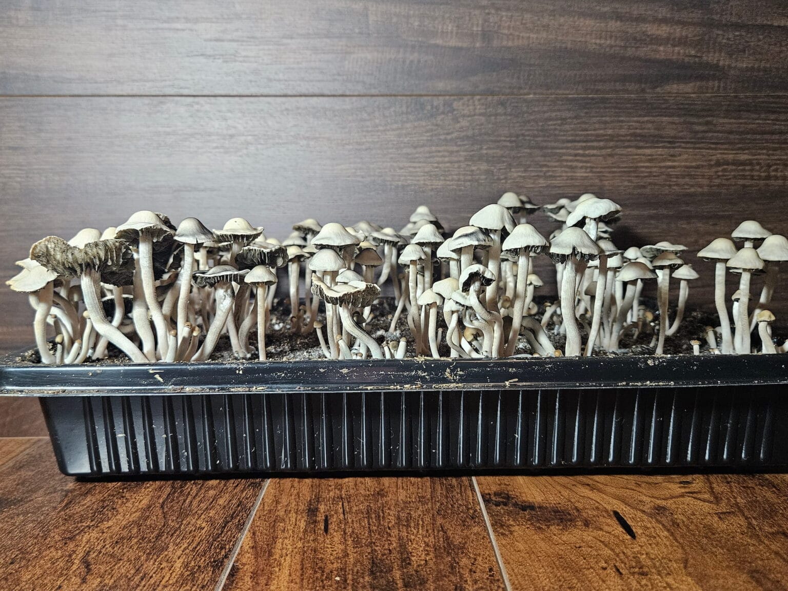 A large cluster of Panaeolus Bisporus mushrooms with thin stems and cone-shaped caps is growing in a black plastic container. The background features a rustic wooden surface, enhancing the natural charm of this fascinating display.