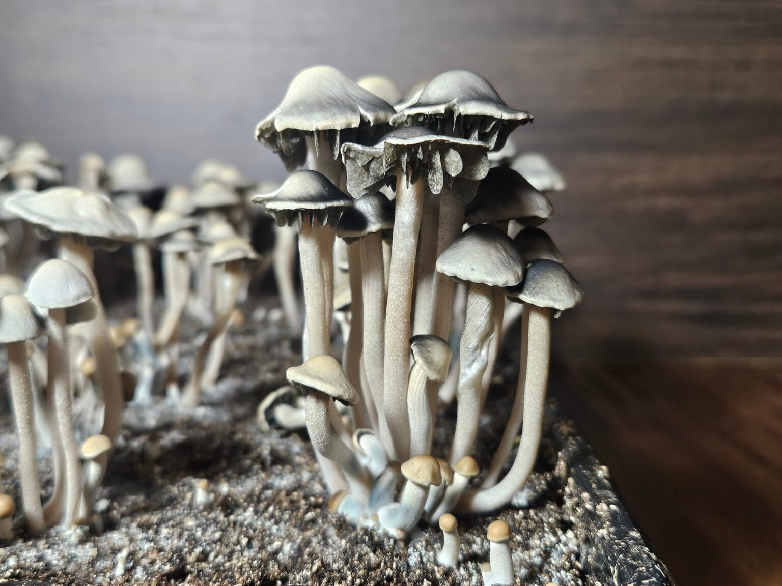 A cluster of Panaeolus Bisporus mushrooms with tall, slender stems and wide caps grows from the dark soil. Their grayish-brown hue stands out against a wooden background, enhancing the earthy tone of this natural scene.
