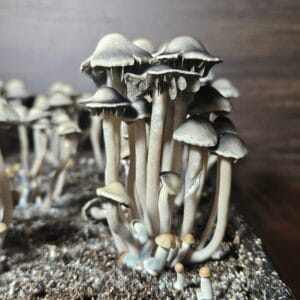 A cluster of Panaeolus Bisporus mushrooms with tall, slender stems and wide caps grows from the dark soil. Their grayish-brown hue stands out against a wooden background, enhancing the earthy tone of this natural scene.