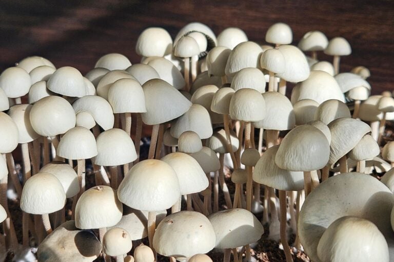 Close-up of numerous Panaeolus cyanescens mushrooms, also known as Copelandia, growing together.