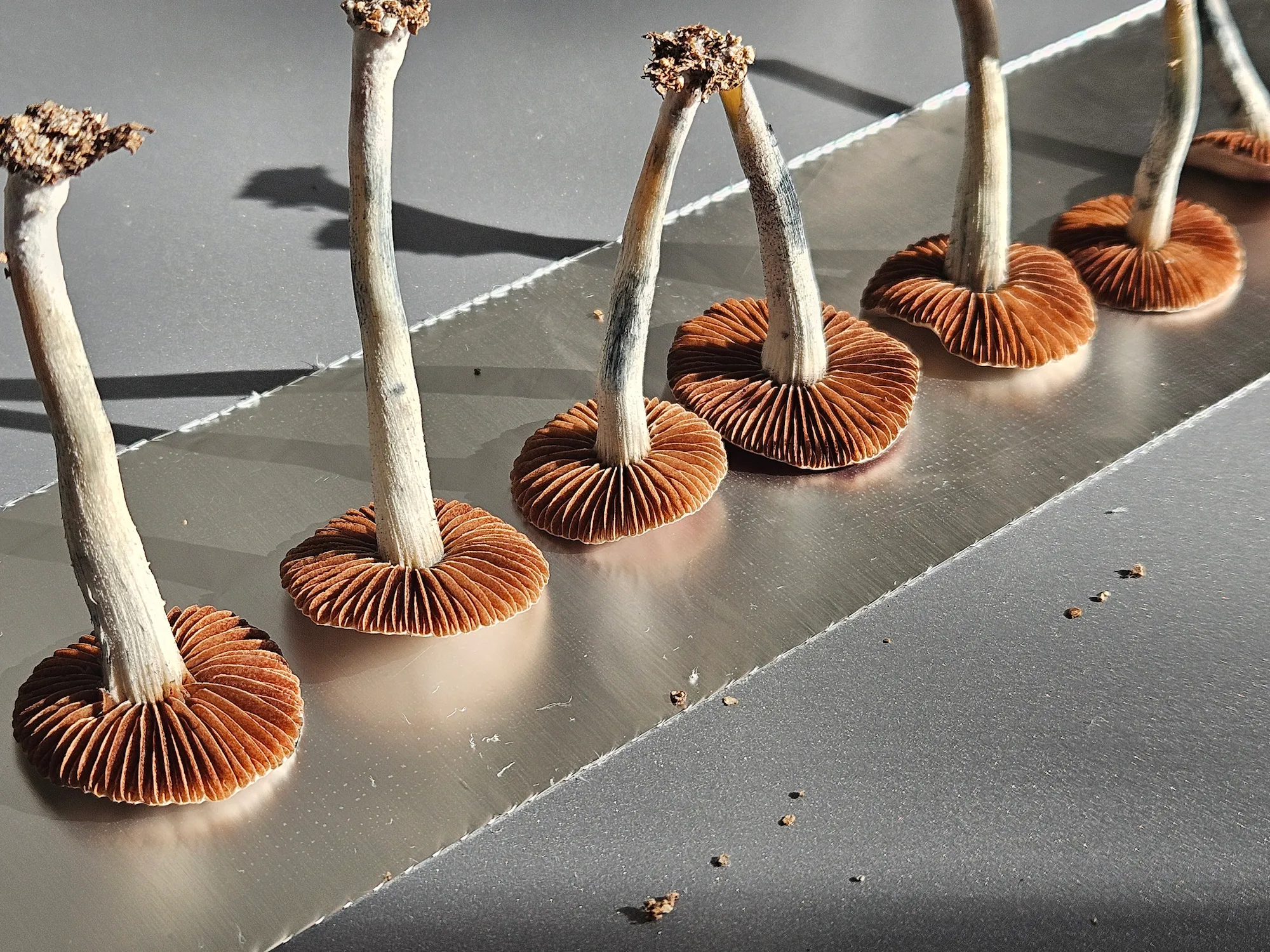 Panaeolus cyanescens mushrooms arranged on a metallic surface.