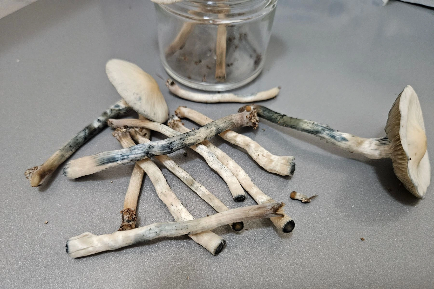Panaeolus cyanescens mushrooms, showing their characteristic blue bruising.