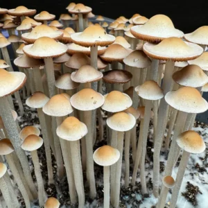 Panaeolus Hybrid Komodo x BVI Spore Print: Close-up of numerous cultivated mushrooms with tan caps and slender stems, growing on a substrate.