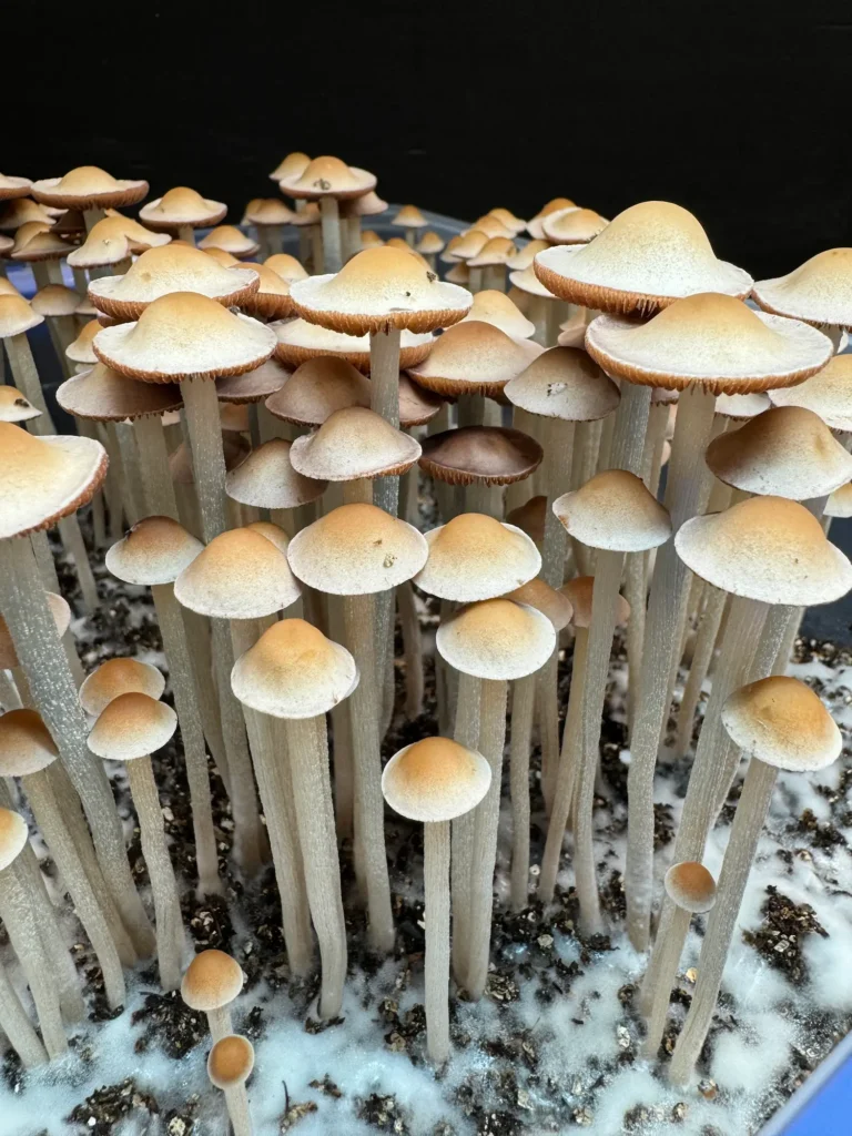 Panaeolus Hybrid Komodo x BVI Spore Print: Close-up of numerous cultivated mushrooms with tan caps and slender stems, growing on a substrate.