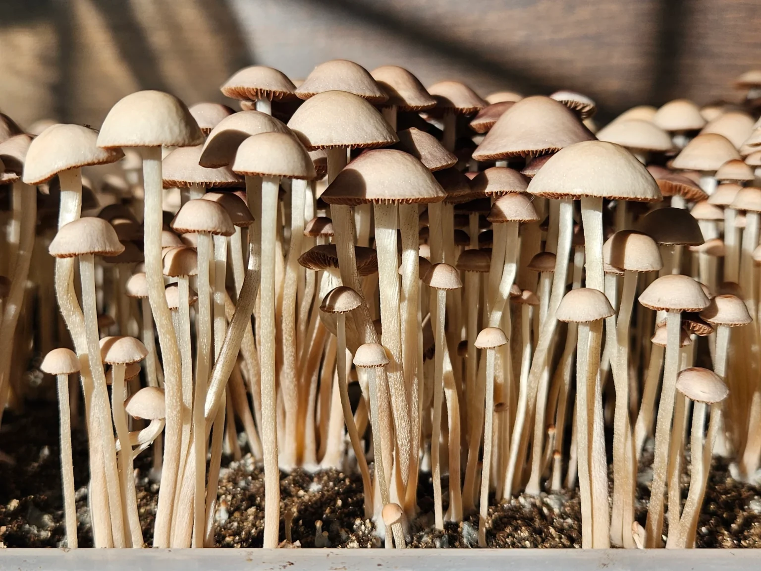 A dense cluster of Panaeolus Hybrid Komodo x BVI mushrooms with large caps and deep red gills grows in a clear tub illuminated by sunlight.