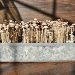 Panaeolus Komodo x BVI mushroom grow kit