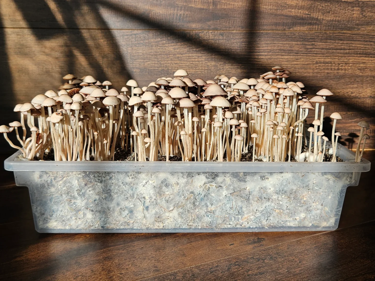Panaeolus Komodo x BVI mushroom grow kit