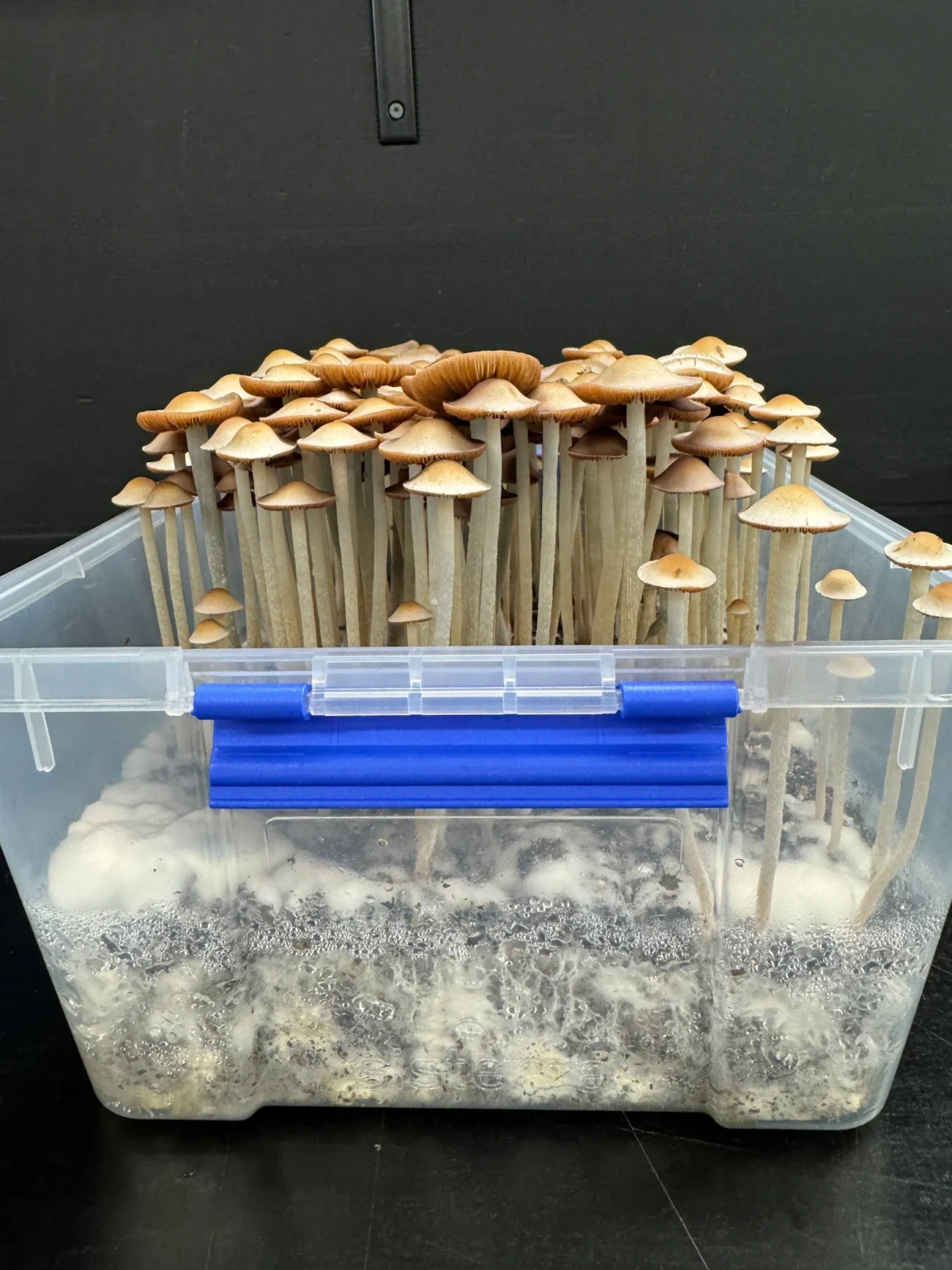 Panaeolus Hybrid Komodo x BVI Spore Print: Close-up of numerous cultivated mushrooms in a clear plastic container.