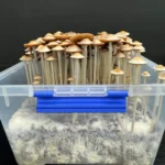 Panaeolus Hybrid Komodo x BVI Spore Print: Close-up of numerous cultivated mushrooms in a clear plastic container.