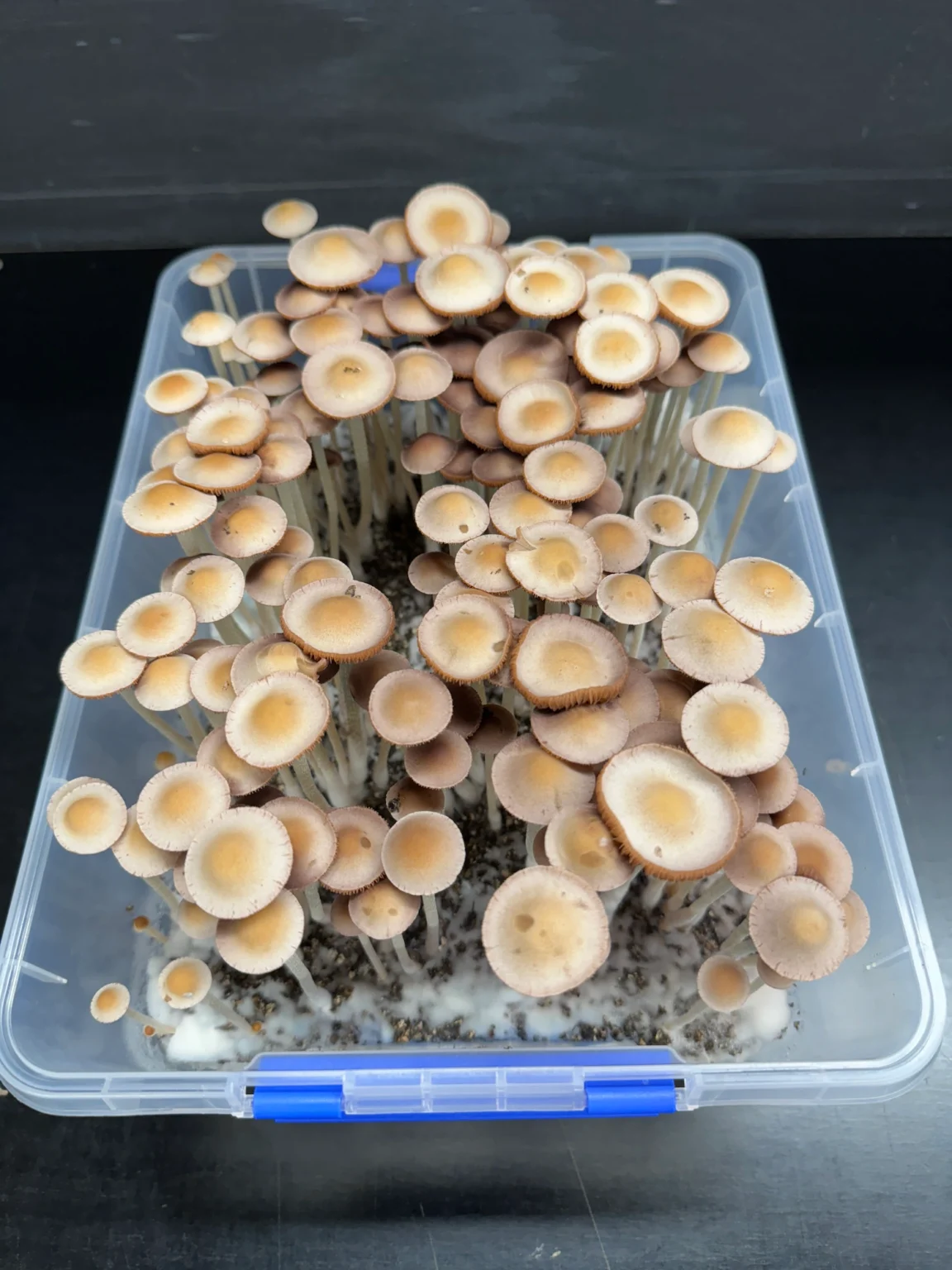 Panaeolus Hybrid Komodo x BVI Spore Print: Close-up of numerous cultivated mushrooms in a clear plastic container.