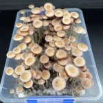 Panaeolus Hybrid Komodo x BVI Spore Print: Close-up of numerous cultivated mushrooms in a clear plastic container.