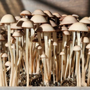 A dense cluster of Panaeolus Hybrid Komodo x BVI mushrooms with large caps and deep red gills grows in a clear tub illuminated by sunlight.