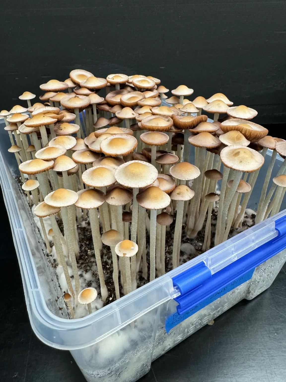 Panaeolus Hybrid Komodo x BVI Spore Print: Close-up of numerous cultivated mushrooms in a clear plastic container.