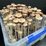 Panaeolus Hybrid Komodo x BVI Spore Print: Close-up of numerous cultivated mushrooms in a clear plastic container.