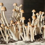 A cluster of Panaeolus Hybrid Komodo x BVI Pins growing in a clear tub illuminated by sunlight.