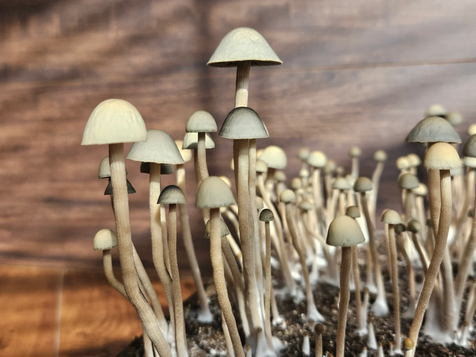 A cluster of tall, thin Panaeolus cyanescens mushrooms with small, conical caps grows closely together in soil, set against a blurred wooden background.