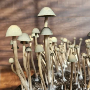 A cluster of tall, thin Panaeolus cyanescens mushrooms with small, conical caps grows closely together in soil, set against a blurred wooden background.