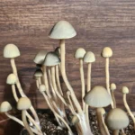 A cluster of tall, thin Panaeolus cyanescens Misty Glenn mushrooms with pale, smooth, slightly conical caps grows from soil against a wooden background. The mushrooms vary in height and size.