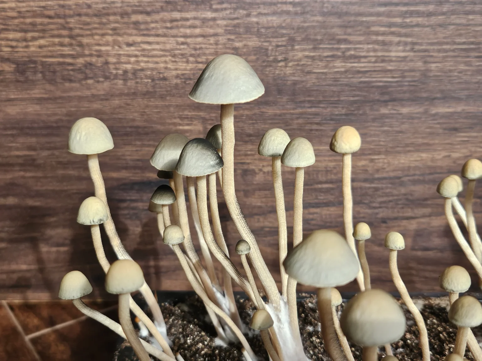 A cluster of tall, thin Panaeolus cyanescens Misty Glenn mushrooms with pale, smooth, slightly conical caps grows from soil against a wooden background. The mushrooms vary in height and size.