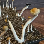 Close-up of several Panaeolus cyanescens Misty Glenn mushrooms with long white stems and small brown caps growing in a rectangular container filled with dark soil, placed on a wooden surface.