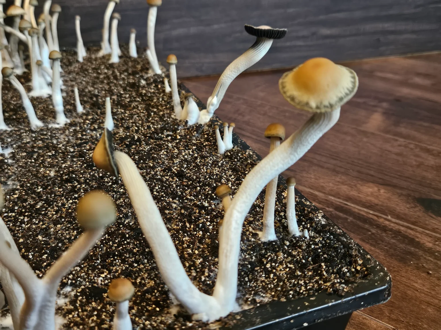 Close-up of several Panaeolus cyanescens Misty Glenn mushrooms with long white stems and small brown caps growing in a rectangular container filled with dark soil, placed on a wooden surface.