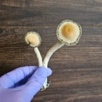 A hand wearing a purple glove holds two Panaeolus cyanescens Misty Glenn mushrooms with thick white stems and rounded, tan caps bordered by a dark edge, set against a wooden background.