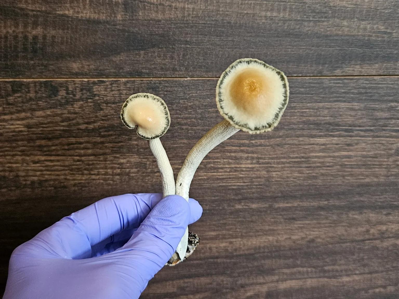 A hand wearing a purple glove holds two Panaeolus cyanescens Misty Glenn mushrooms with thick white stems and rounded, tan caps bordered by a dark edge, set against a wooden background.