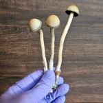 A gloved hand holds three long-stemmed Panaeolus cyanescens Misty Glenn mushrooms with light brown caps against a wooden background.