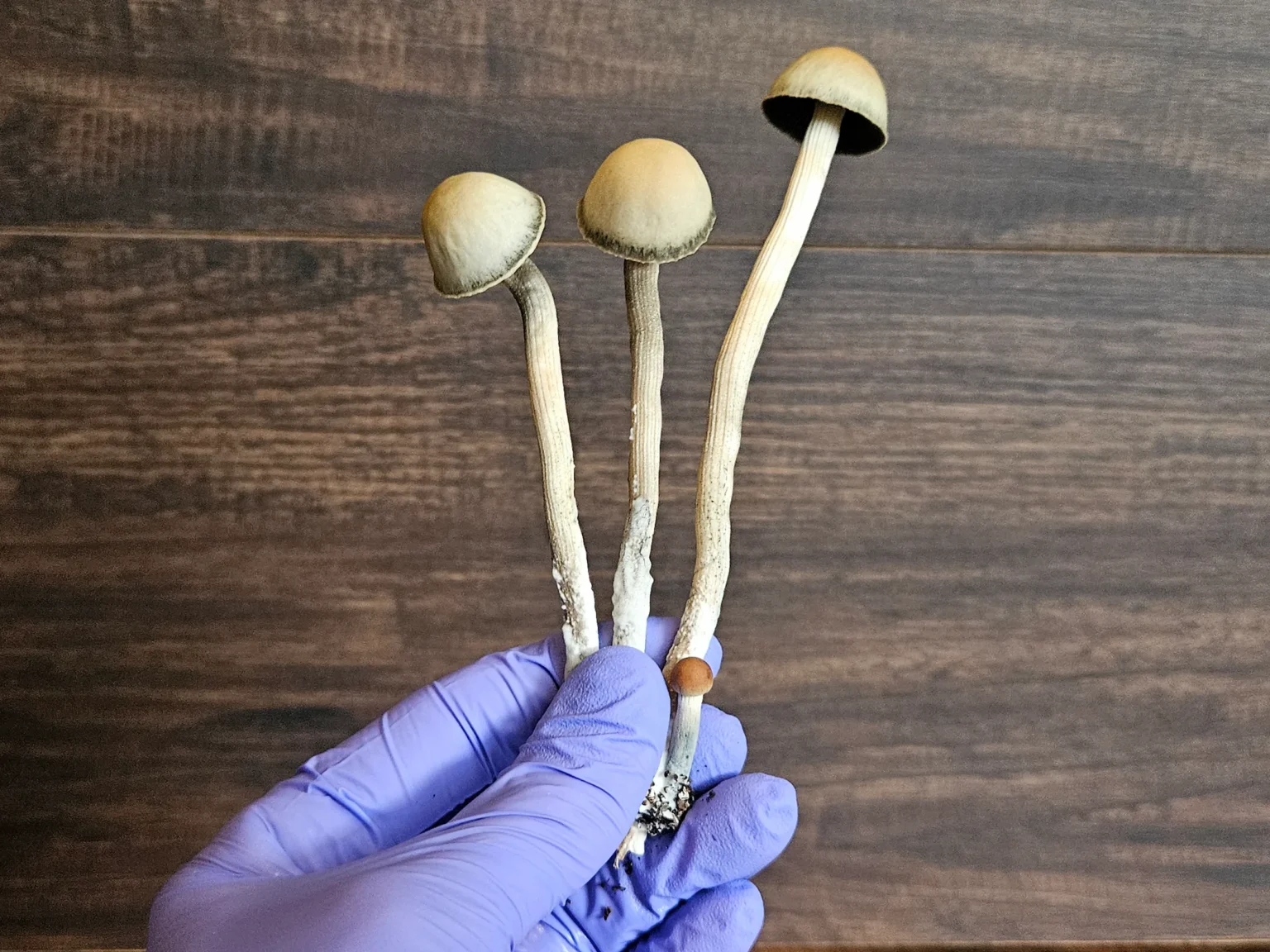 A gloved hand holds three long-stemmed Panaeolus cyanescens Misty Glenn mushrooms with light brown caps against a wooden background.