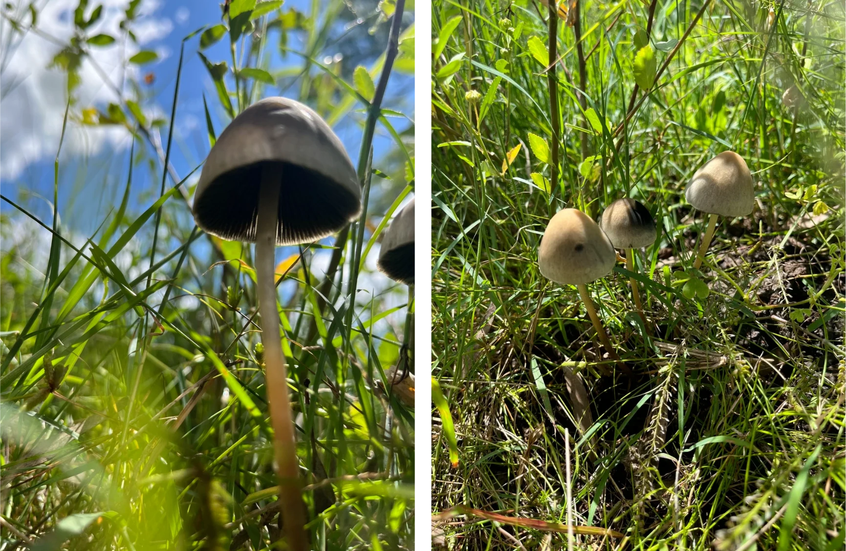 Close-up view of Panaeolus cyanescens mushrooms growing in grass.