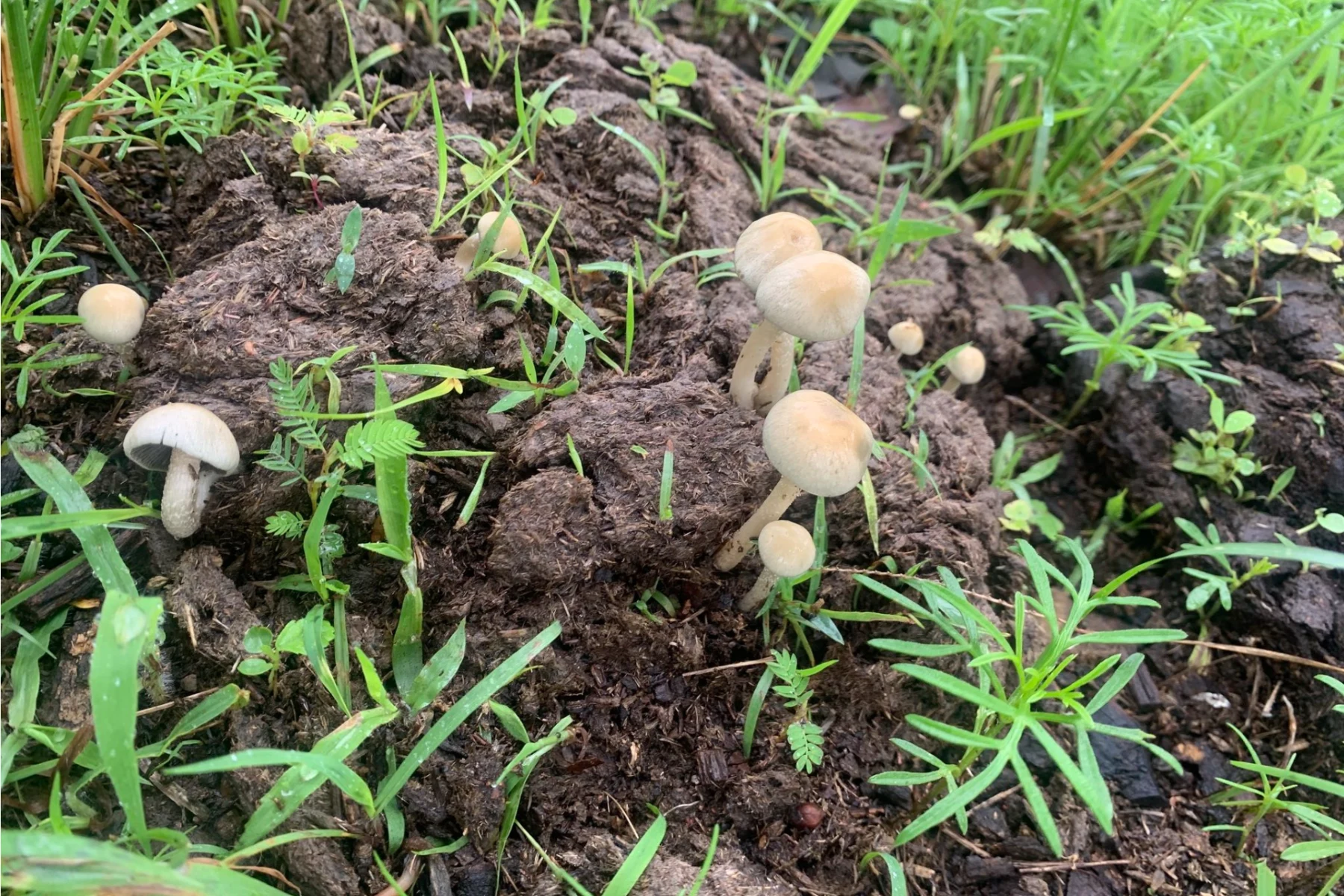 Panaeolus cyanescens mushrooms growing on dung.