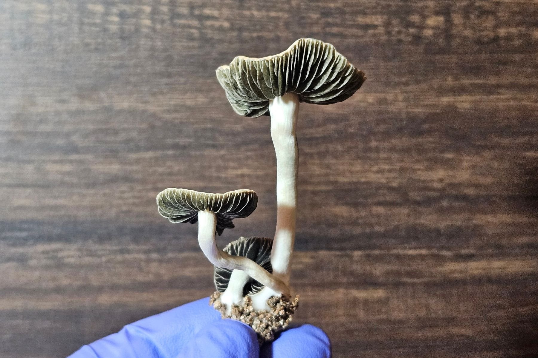 Close-up of three Panaeolus cyanescens mushrooms, also known as Copelandia, on a gloved hand.
